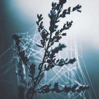 半岛·体育5.0下载